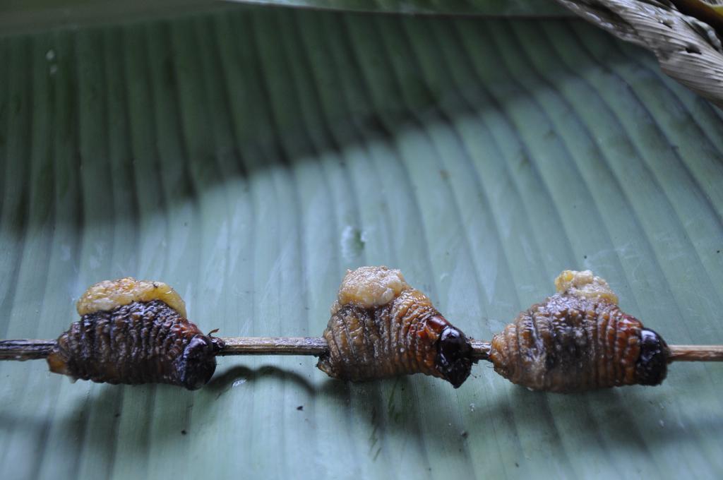 Hakuna Matata Amazon Lodge Archidona Zewnętrze zdjęcie