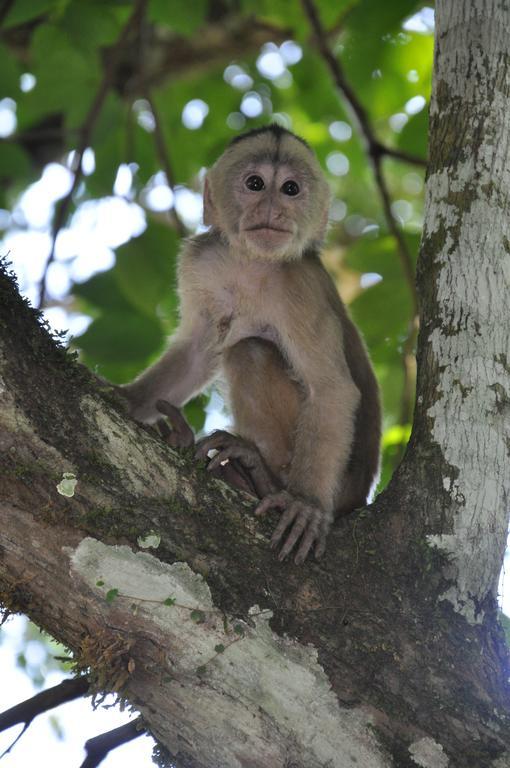 Hakuna Matata Amazon Lodge Archidona Zewnętrze zdjęcie