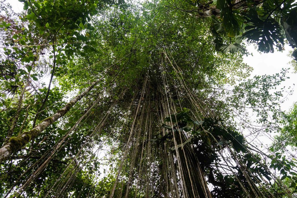 Hakuna Matata Amazon Lodge Archidona Zewnętrze zdjęcie